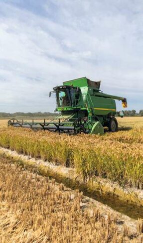 riz camargue production